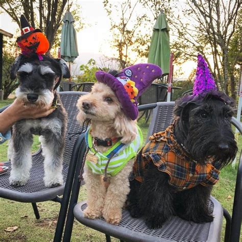 15 Funny Pictures Proving That Scottish Terriers Are Always Ready For