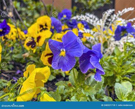 Pansys Growing In Garden Stock Photo Image Of Pansy 248321718