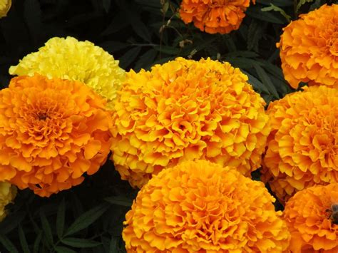 Marigolds are so easy to grow that they can be used to teach children how to grow plants from seed. How to Grow Marigold Plants