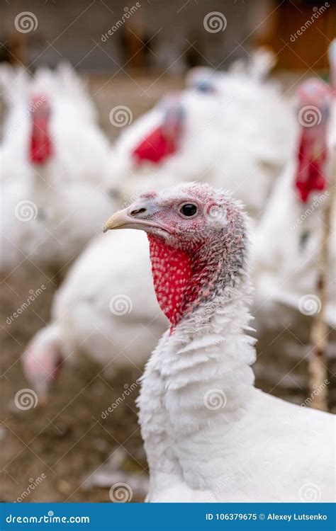 breeding turkeys on a farm stock image image of barn bird 106379675