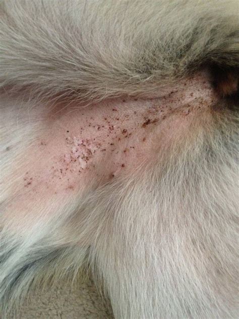 Pictures Of Sand Flea Bites On Dogs Picturemeta
