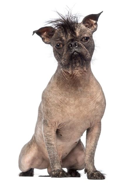 Hairless Mixed Breed Dog Mix Between A French Bulldog And A Chinese