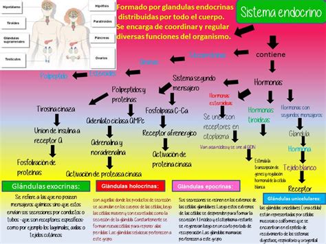 Sistema Nervioso Y Endocrino Mapa Conceptual Desaro CLOUD HOT GIRL