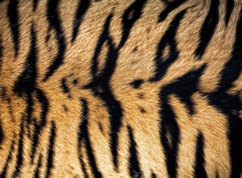 Pictures Real Tiger Texture Of Real Tiger Skin Fur — Stock Photo