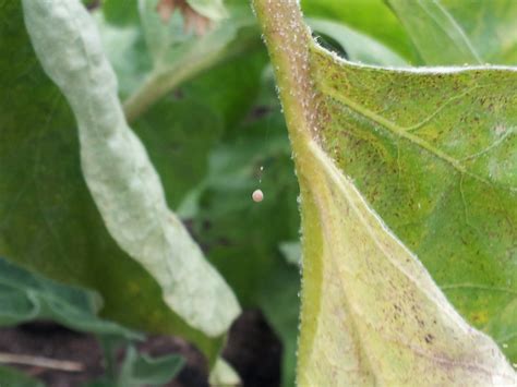 The red spider mite and spider mites. Wednesday Wigglers ~ Red Spider Mite