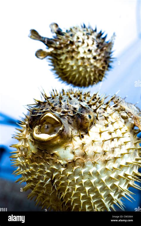Spiky Puffer Fish Hi Res Stock Photography And Images Alamy