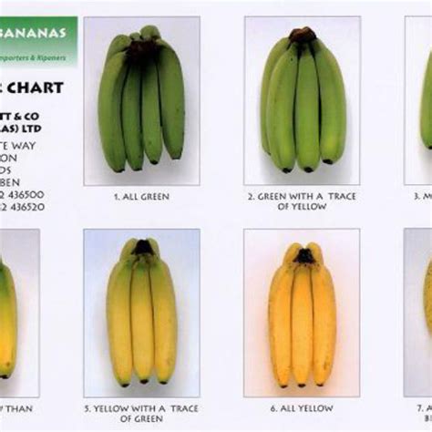 Standard Colour Chart For Plantain And Banana Source Tapre And Jain