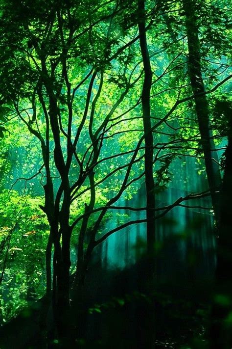 Ponderation “ Forest Japan By Naoki Nomura ” Nature Photography