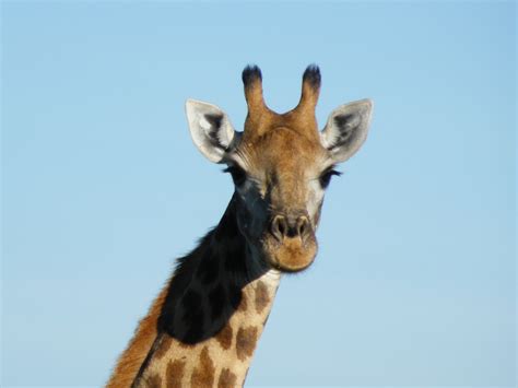 10 Interesting Facts About Giraffes The News Geeks