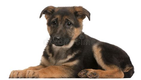 German Shepherd Puppy 3 Months Old Lying Stock Photo Image Of Breed