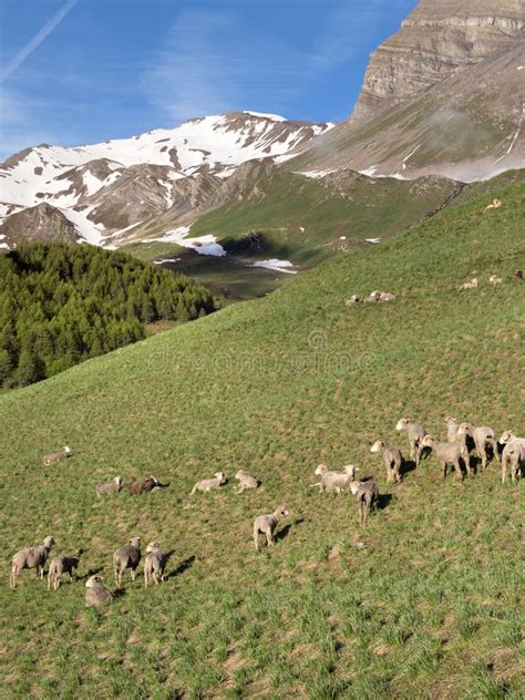 Sheep In Haute Provence Park Mercantour Near Col De Vars In Sunny