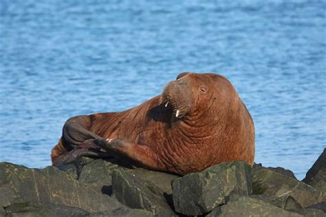 Wandering Walrus Spotted In Northumberland Natural History Society Of