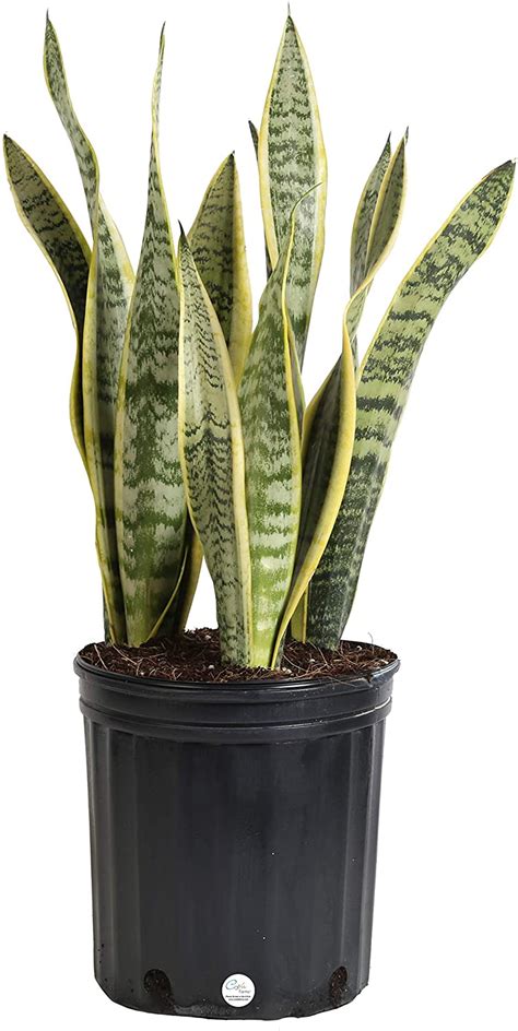 That means i may earn a small commission, at no cost to you, if you click and make a purchase. Snake Plant Indoor Care - Top10retractablehose
