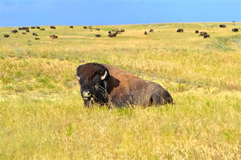 Free Images Nature Grass Field Meadow Prairie Adventure Animal