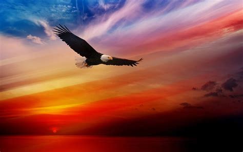 1920x1080px 1080p Free Download Eagle And The Beautiful Sunset Red Eagles Water Orange