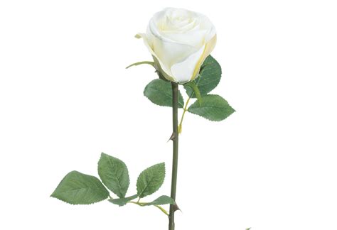 White Single Stemmed Rose Flower Sopha