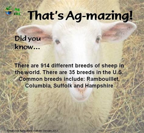 Pin By Ag 101 On Ag Mazing Facts Pinterest Sheep