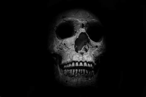 Skull Free Stock Photo Public Domain Pictures