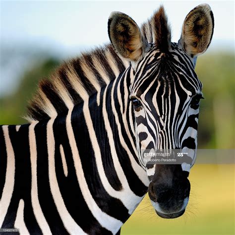 Close Up Zebra Zebras African Animals Animals Wild