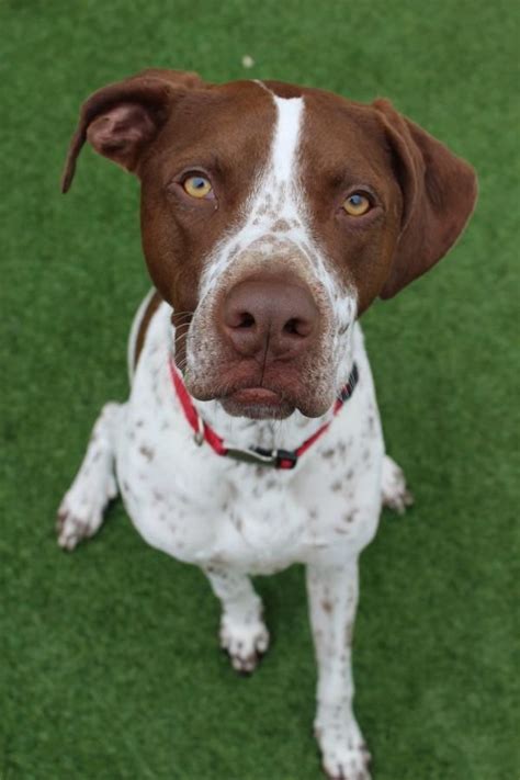 Use #gspcommunity to be featured meet other gsp friends best gsp ☕️ ever shop below gspcommunity.com/?cp=gspc. Adopt Paige on Petfinder | Dogs, German shorthaired ...