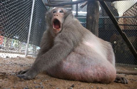 Thailands Chunky Monkey On Diet After Gorging On Junk Food The