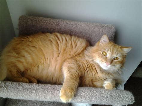 Every orange cat is a tabby. Maine Coon Cat Personality, Characteristics and Pictures ...