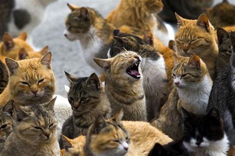 aoshima l incroyable île aux chats sauvages au japon