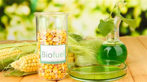 Biofuels The Future Of Sustainability And Alternative Energy
