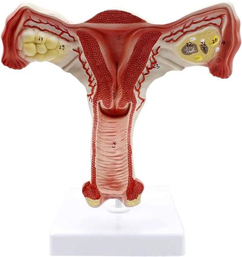Educational Model Female Reproductive System Anatomical Model Uterus Model Internal