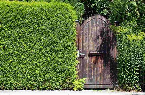 Fast Growing Hedges For Privacy A Full Guide Gardening Tips