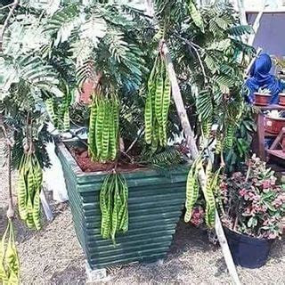 See more of tanam buah dalam pot on facebook. D'LAMAN HIJAU NURSERY: POKOK DALAM PASU