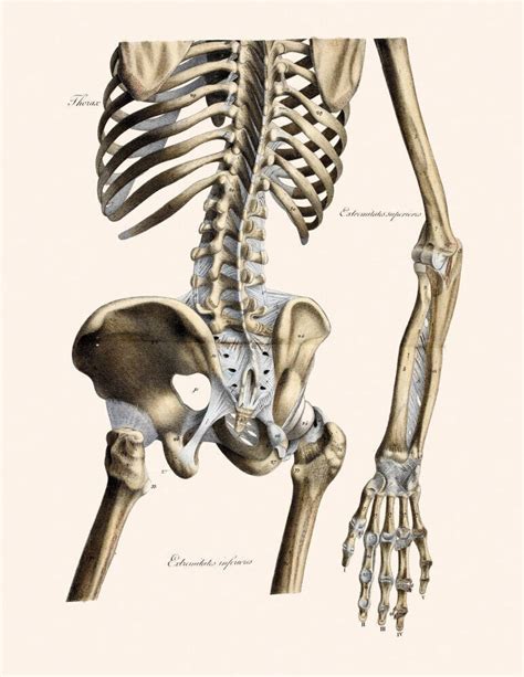 Human Skeleton Drawing Anatomy Art Prints Surface View