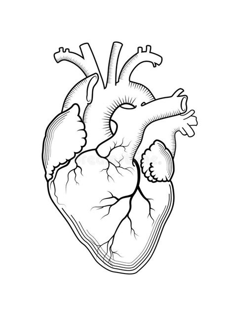 Heart The Internal Human Organ Anatomical Structure Stock Vector