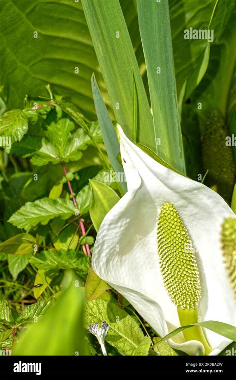 Zantedeschia Aethiopica Commonly Known As Calla Lily And Arum Lily