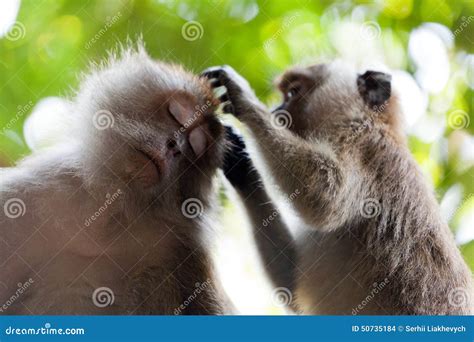 Two Monkey Friends Sitting On A Ledge Royalty Free Stock Image