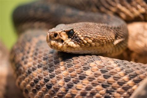 What Are The Most Venomous Snakes In The World Facty