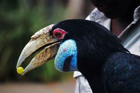 11 Facts About Hornbill About The National Bird And Pride Of Malaysia