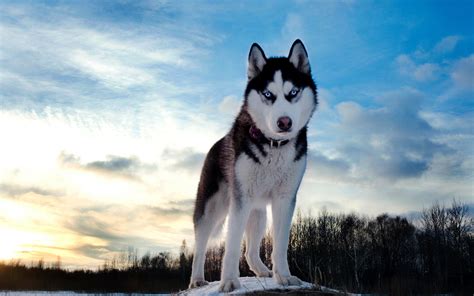 Siberian Husky Wolf Dog Doglers