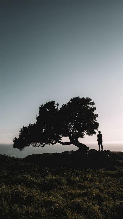 Download Wallpaper 2160x3840 Silhouette Tree Loneliness Night