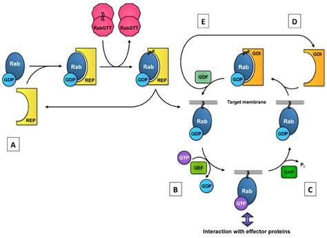 Proteins are large biomolecules or macromolecules that are comprised of one or more long chains of amino acid residues. Proteine Atlas Rat - Fantom Fantom5 : Netters atlas of ...