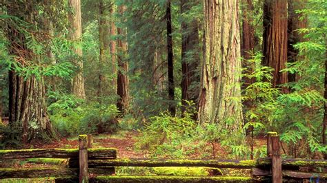 Redwood Forest Wallpapers Top Free Redwood Forest Backgrounds