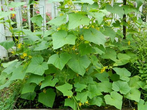 Although the growing cucumber plants can take up a lot of vegetable gardening space, it is worth planting cucumbers because the vining vegetable grown in the garden is far. Cucumbers: Plant Care and Collection of Varieties - Garden.org