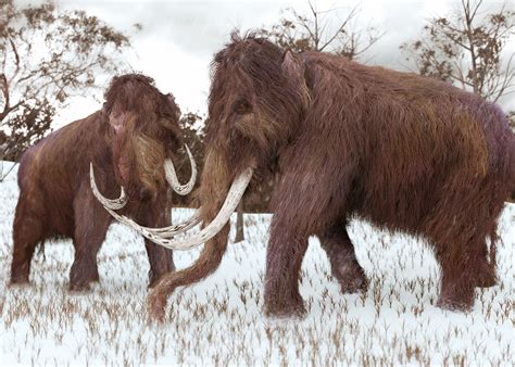 A Firm Raises 15m To Bring Back Woolly Mammoth From Extinction Articles