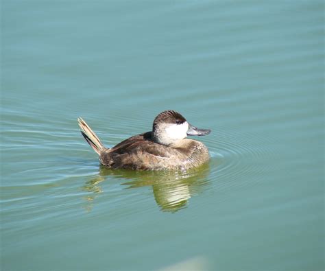 Pictures And Information On Ruddy Duck