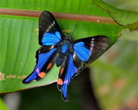 Periander Metalmark Lepidoptera Of Bijagual · Inaturalist