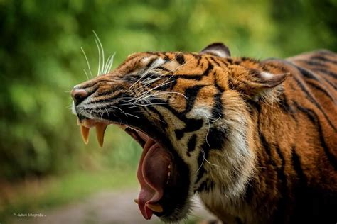 Sumatran Tiger Small Cat Yawning Leopards Wild Cats Lions Zoo