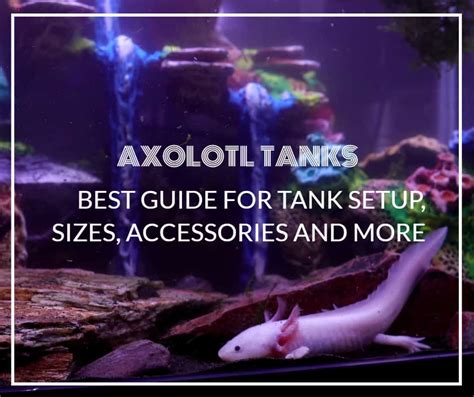 10 Gallon Axolotl Tank