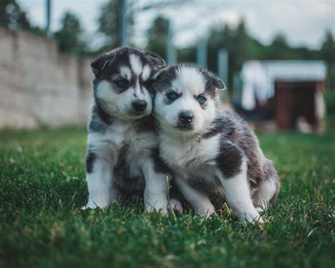 Because the rottweiler and husky parent breeds can be challenging for inexperienced owners, consult with a professional trainer if these breeds are new to you. The Rottweiler Husky Mix - AKA, the Rottsky | Labrottie.com