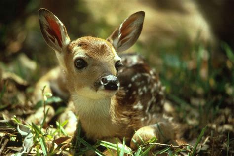 File:Cute deer fawn.jpg