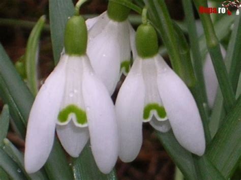 Martisoare haioase sau elegante, martisoare, martisoare handmade, targ martisor, targuri martisoare haioase sau elegante pe toate gusturile. Ghiocei de primavara - Felicitari Martie - Hopa.ro!